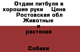 Отдам питбуля в хорошие руки. › Цена ­ 1 - Ростовская обл. Животные и растения » Собаки   . Ростовская обл.